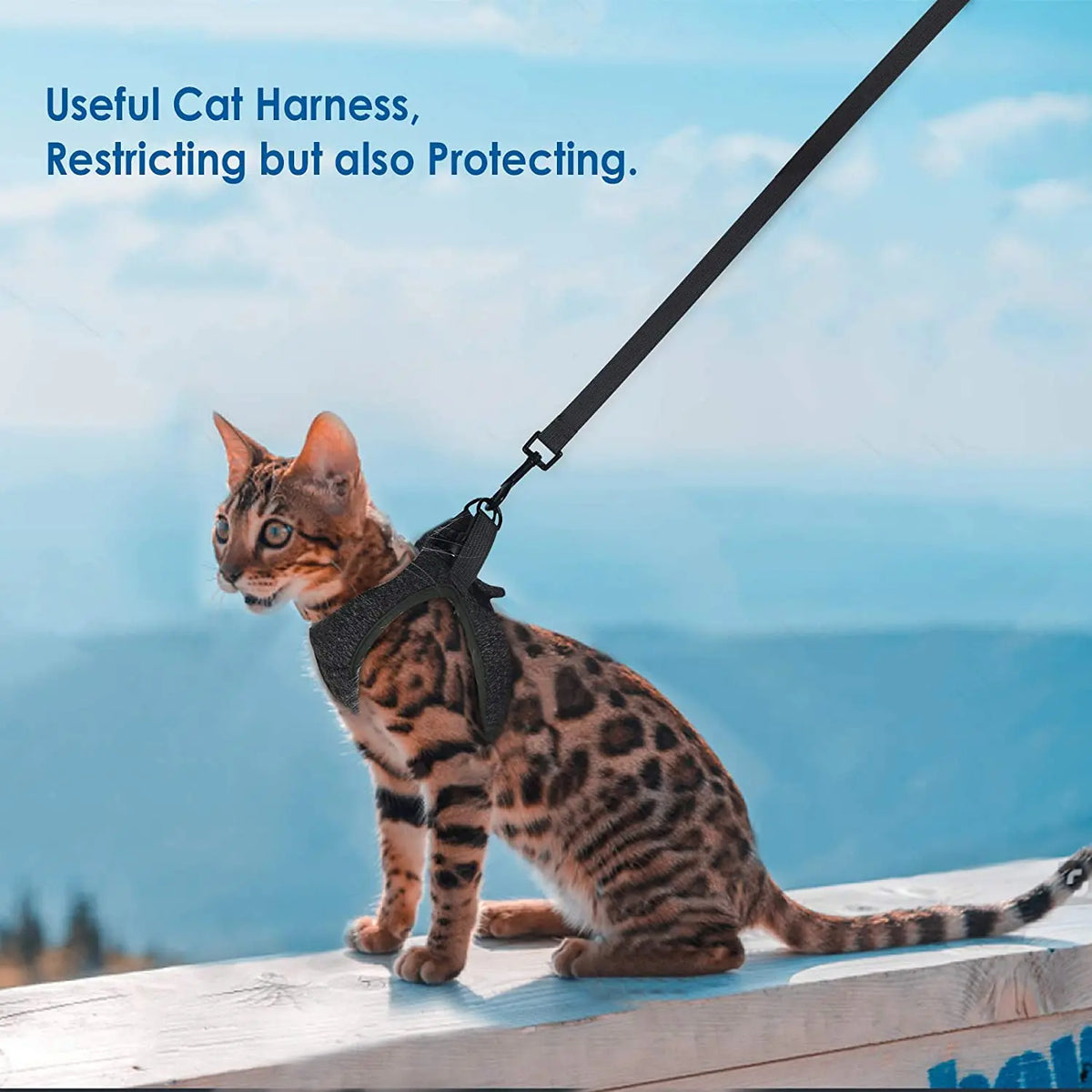 Cat in a gray harness with leash