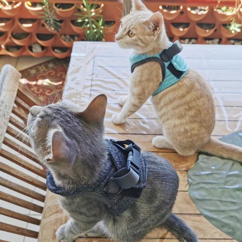 Cats wearing blue wraparound harnesses