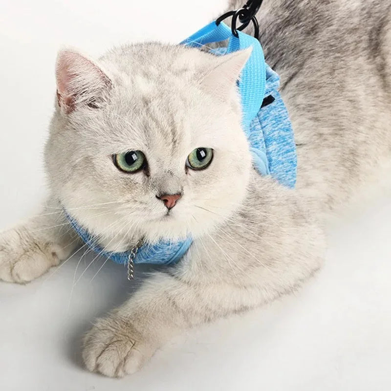 Cat resting in a blue wraparound harness