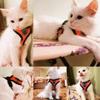 Cats and small dogs wearing adjustable mesh harnesses