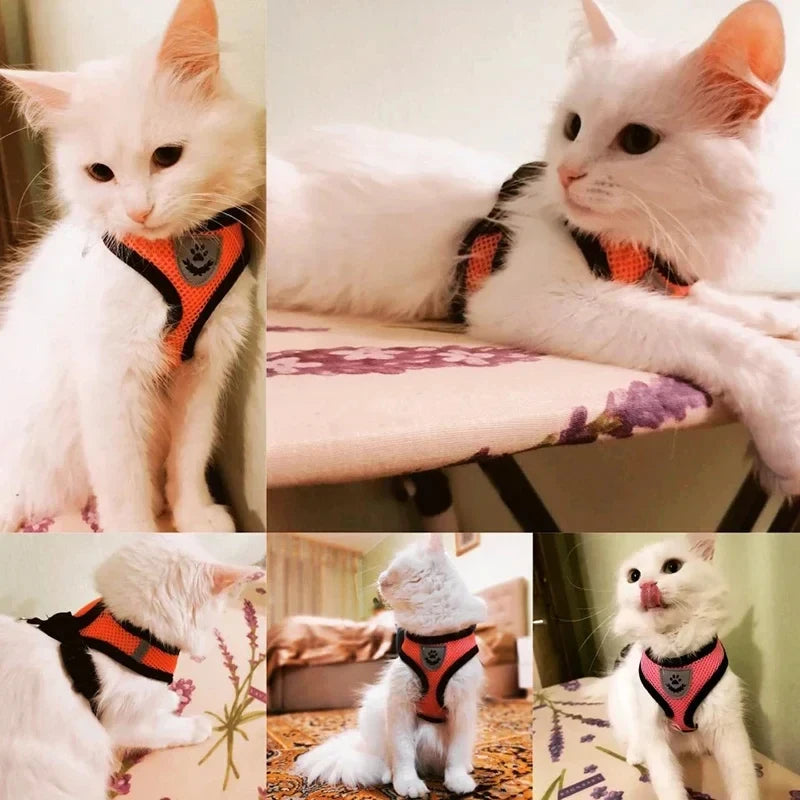 Cats and small dogs wearing adjustable mesh harnesses