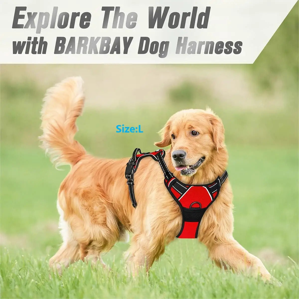 Red reflective dog harness used outdoors