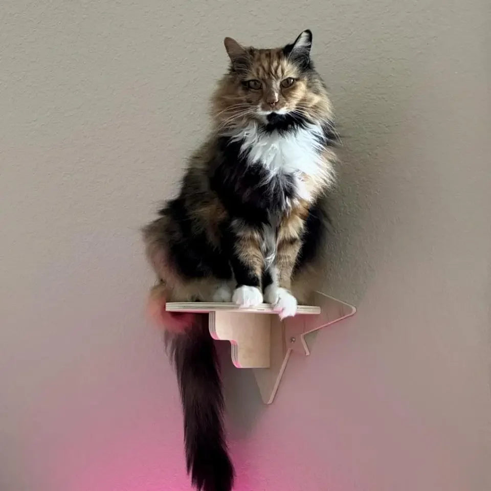 Cat sitting on a small natural wood wall shelf