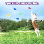 Cat chasing colorful foam discs outdoors