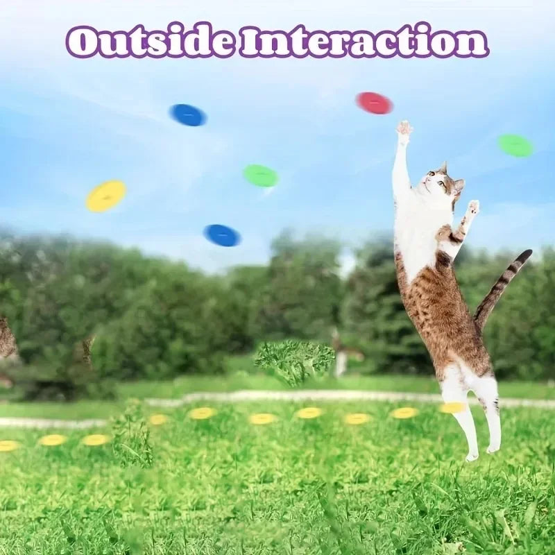Cat chasing colorful foam discs outdoors
