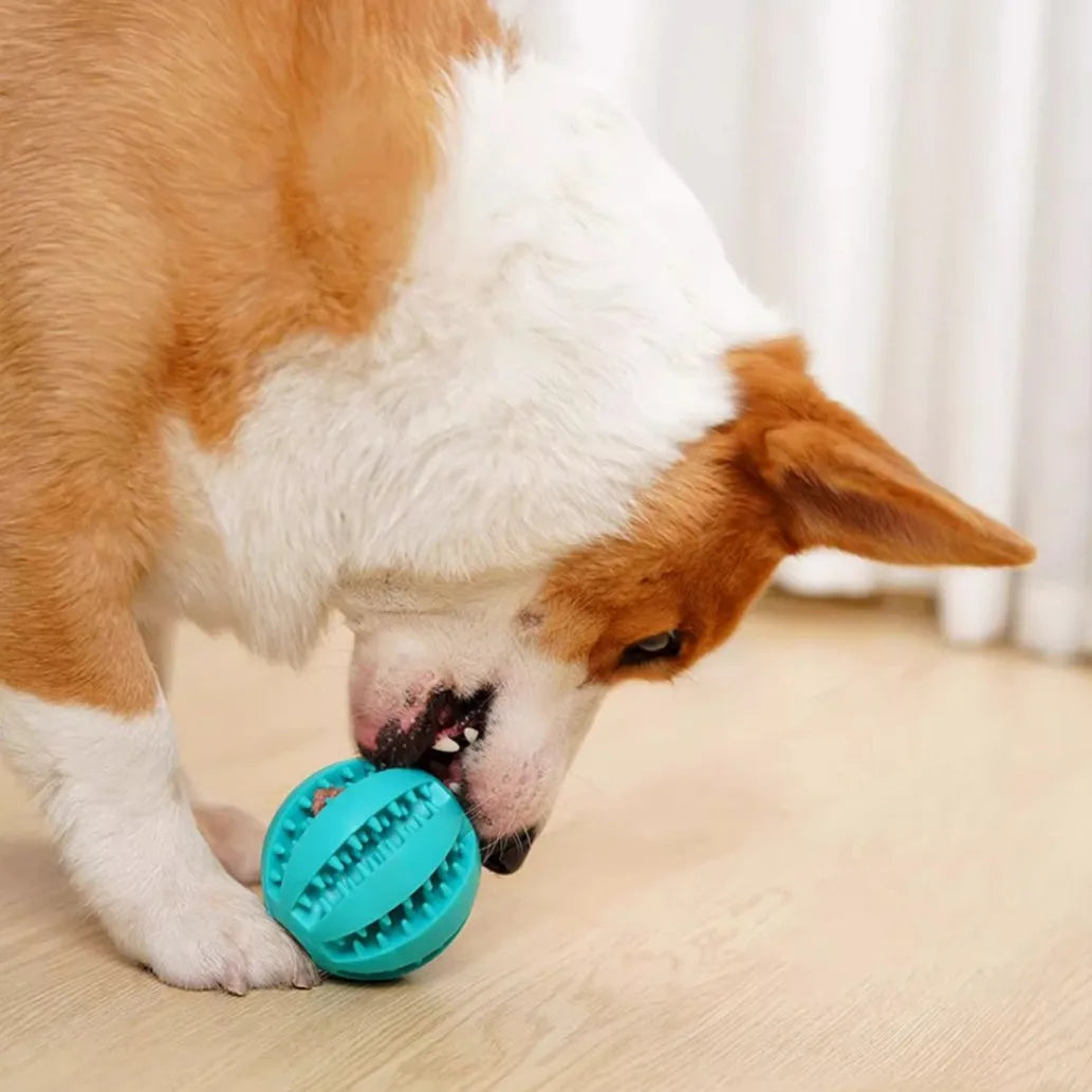 Dog playing with a light blue treat ball