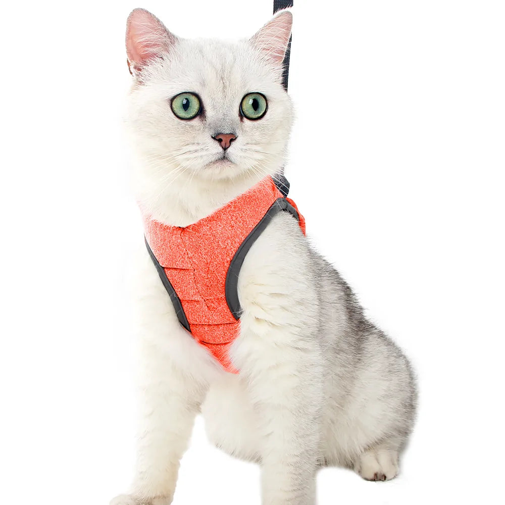 Cat wearing an orange harness not offered by current variants