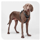 Reflective Y-front harness fitted on a dog