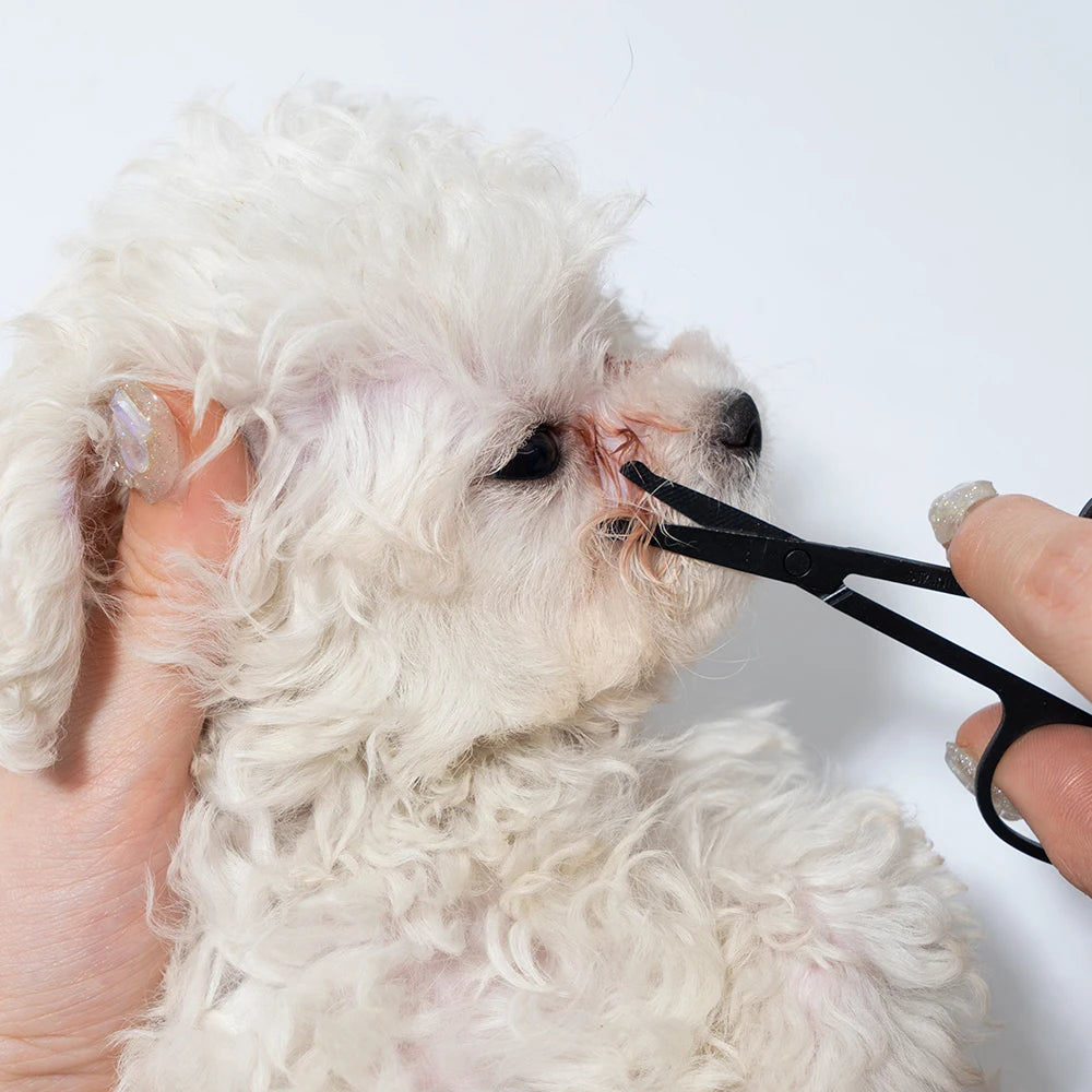 Rounded-tip grooming scissors used carefully near facial fur