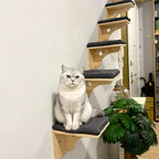 Wall-mounted cat steps and carpeted platforms installed in a room
