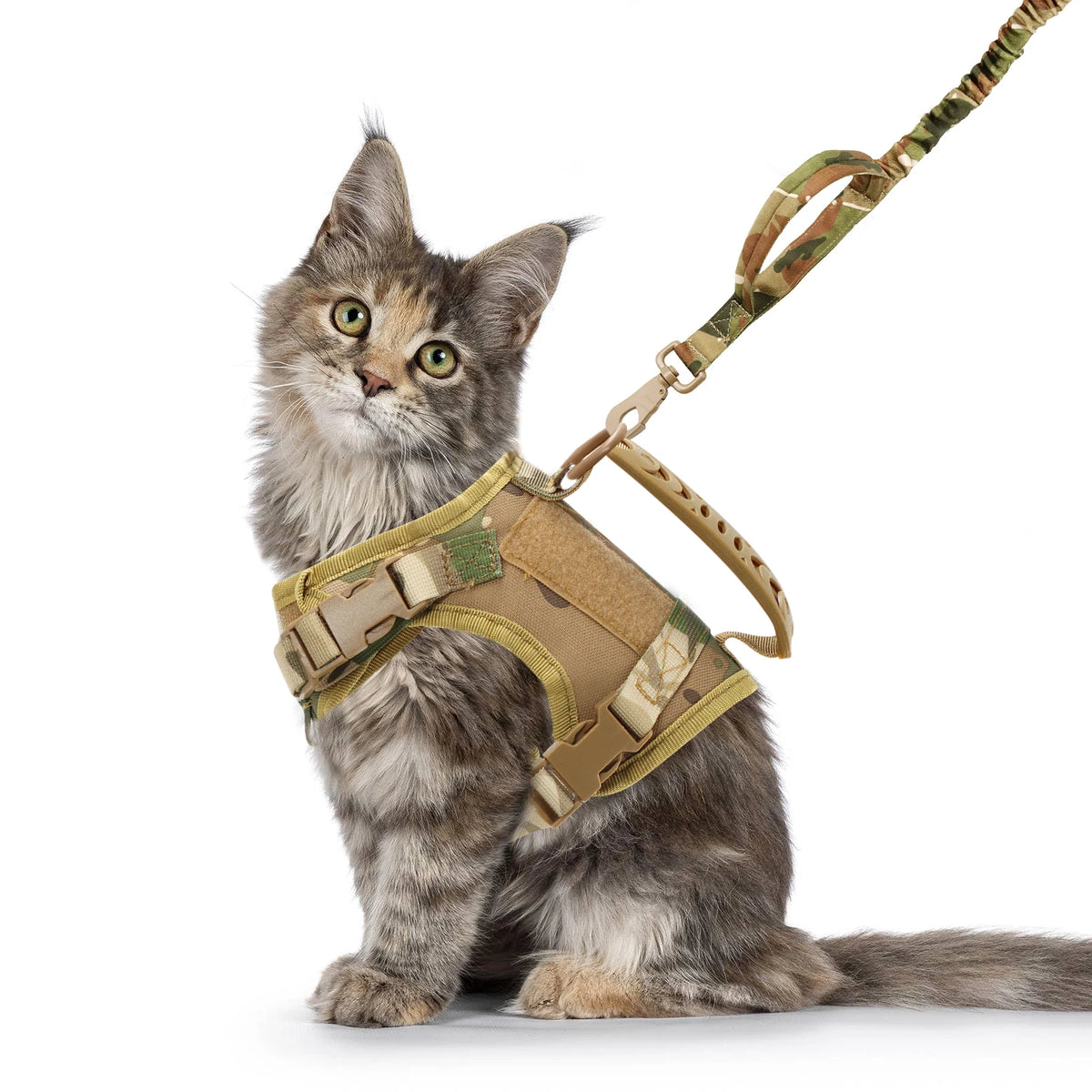 Cat wearing the brown tactical harness and leash set
