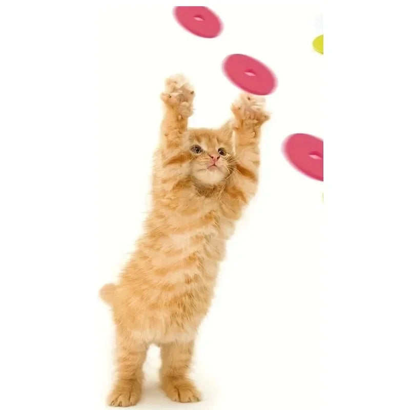 Cat reaching for a flying foam disc