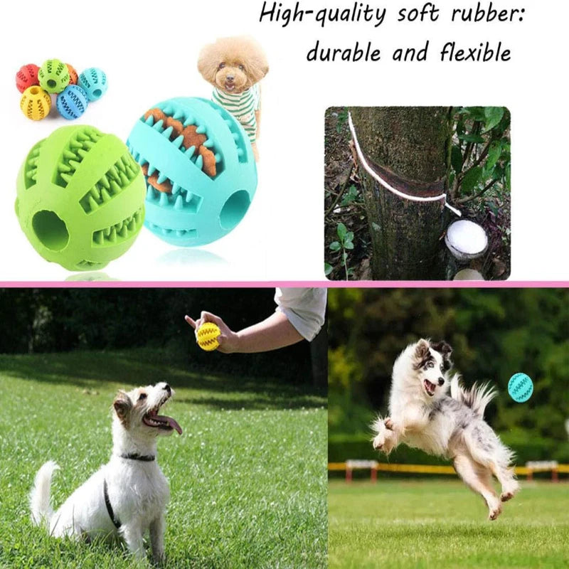 Dogs playing fetch with a rubber treat ball
