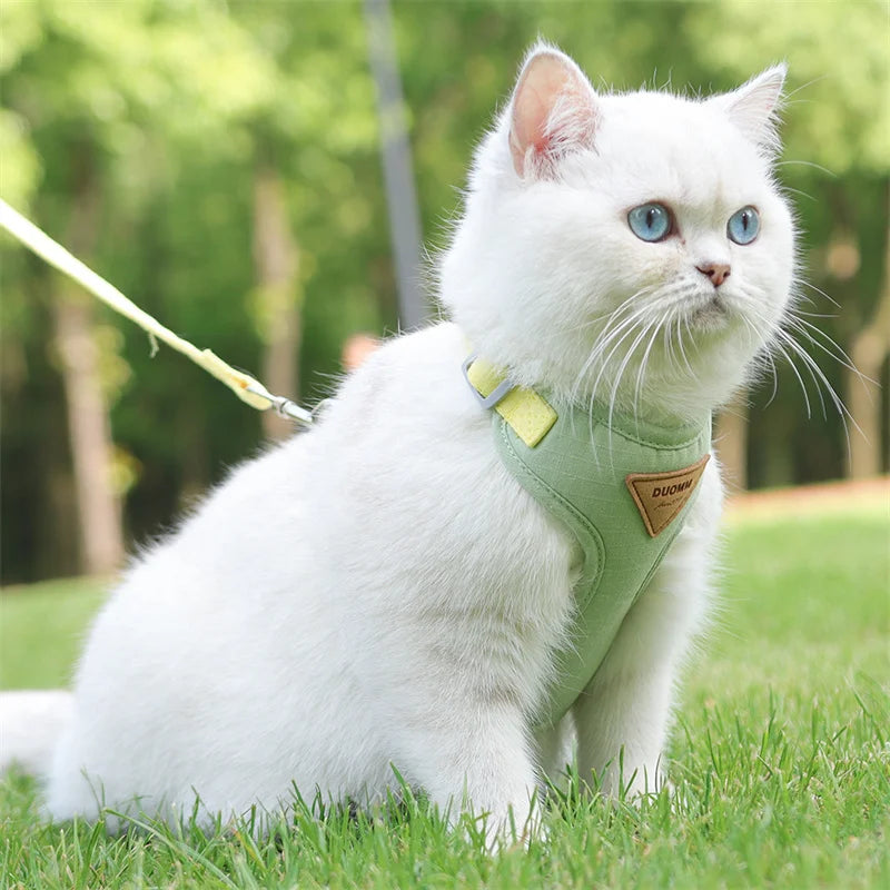 Cat wearing the green harness with leash