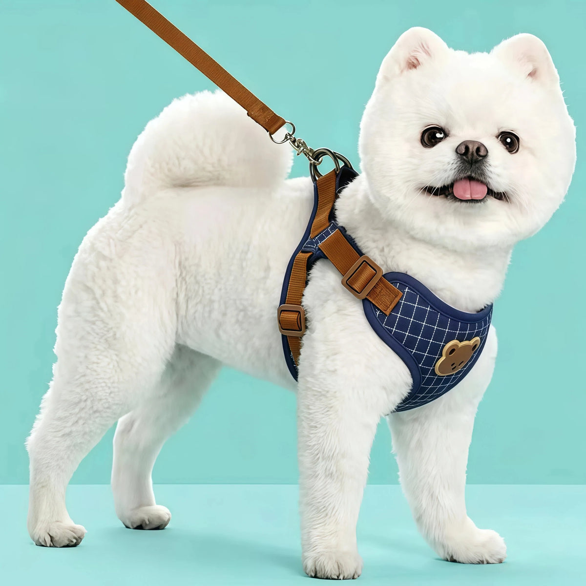 Plaid blue harness on a small dog
