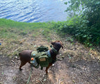 Tactical Dog Harness & Walking Set