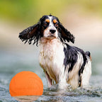 Orange TPR flying disc beside a dog outdoors