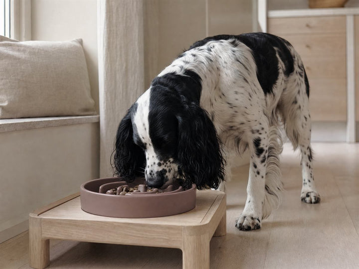 Bowls & Feeding