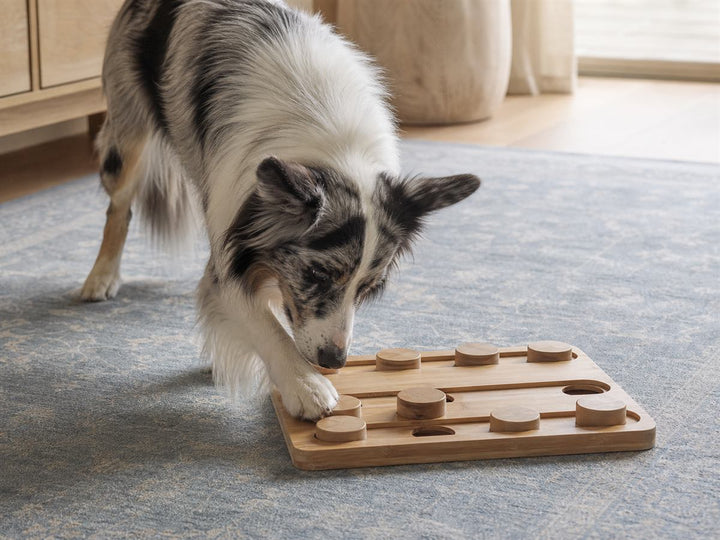 Toys & Enrichment